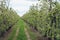 Converging rows of low apple trees in an orchard