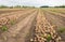 Converging rows of onions drying on the field