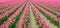 Converging rows of pink flowering tulip bulbs