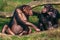 Conversation between two chimpanzees