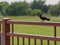 Conversive Redwing Blackbird