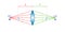 convex lens schematic diagram in optics physics.