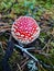 Convex red poisonous mushroom Fly Agaric mushroom with white warts in the soil with dry leaves and needles. Fall background