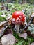 Convex red poisonous mushroom Fly Agaric mushroom with white warts in the soil with dry leaves and needles. Fall background