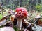 Convex red poisonous mushroom Fly Agaric mushroom with white warts in the soil with dry leaves and needles. Fall background