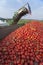 Conveyor belt of harvester collecting tomatoes in trailer, Spain