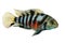 Convict cichlid Amatitlania nigrofasciata zebra cichlids aquarium fish