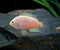 Convict Cichlid, cryptoheros nigrofasciatus, Albino Fish