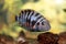 Convict cichlid (Zebra cichlid)