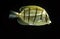 Convict Surgeonfish, acanthurus triostegus, Adult against Black Background