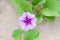 Convolvulaceae or Beach morning glory or Goats foot