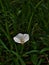 Convolvulus althaeoides and fresh green grass. Convolvulus cantabrica, common name Cantabrican morning glory or dwarf morning glor