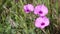 Convolvulus althaeoides mallow bindweed, mallow-leaved bindweed pink wild flowers in nature