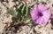 Convolvulus althaeoides, Sicily, Italy,