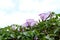 Convolvulus althaeoides trumpet flower at park