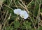 Convolvulus arvensis or field bindweed flower blooming on meadow