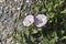 Convolvulus arvensis plant