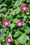 Convolvulus with bright pink flowers. Plant bindweed with brightly purple colored funnel-shaped flowers