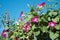 Convolvulus with bright pink flowers. Plant bindweed with brightly purple colored funnel-shaped flowers