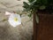 Convolvulus cneorum, the silverbush or shrubby bindweed flower