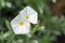 Convolvulus cneorum, the silverbush or shrubby bindweed is a species of flowering plant in the family Convolvulaceae