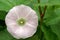 Convolvulus flowers