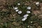 Convolvulus flowers with grass on a bare ground