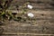 Convolvulus flowers growing on wooden boards