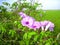 Convolvulus flowers small, thin purple