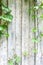 Convolvulus growing on cracked aged wooden wall painted wood planks texture background backdrop