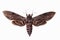 Convolvulus Hawk-moth