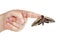 Convolvulus hawk-moth on a human finger isolated on white background