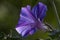 Convolvulus photo macro. Summer sun sunset. Closeup violet color