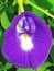 Convolvulus pluricaulis, Beautiful Purple Flowers