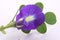 Convolvulus pluricaulis Choisy flower. tropical herbs,