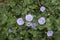 Convolvulus sabatius violet flowers