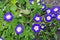 Convolvulus tricolor blossom