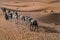 Convoy of camels in the sahara desert