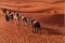 Convoy of camels in the sahara desert