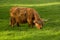 Coo, Scottish Cow, the Highland Cattle breed
