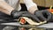 Cook hands making Japanese sushi roll with bamboo mat.