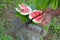 Cook islander cuts watermelon with long sharp knife in Rarotonga Cook Islands