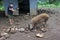 Cook Islander farmer feeds a domestic pig in Rarotonga, Cook Isl