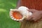 Cook islander man holds a Conch Shell Horn in Rarotonga Cook Isl