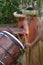 Cook Islander men plays music on a large wooden drums in Rarotonga Cook Islands