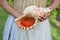 Cook islander woman holds a Conch Shell Horn in Rarotonga Cook I