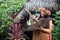 Cook Islander woman mashing plants and herbs for herbal medicine