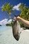 Cook Islands - Fish caught in Aitutaki Lagoon