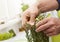 Cook picking homegrown rosemary