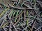 Cook Pine or Araucaria columnaris foliage